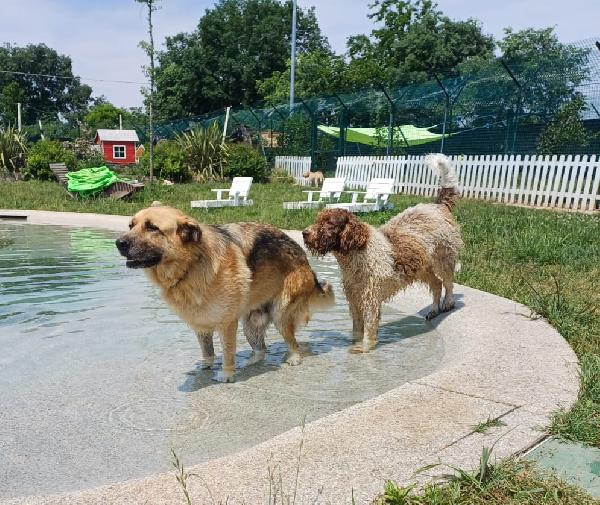 BUBU adozione del cuore per un cane giocoso Foto 6